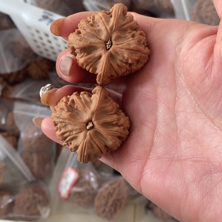 北*～红狮子红狮子红狮子