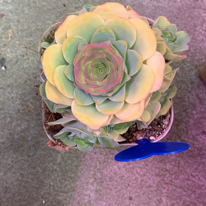 【闪购商品】yjj388双情