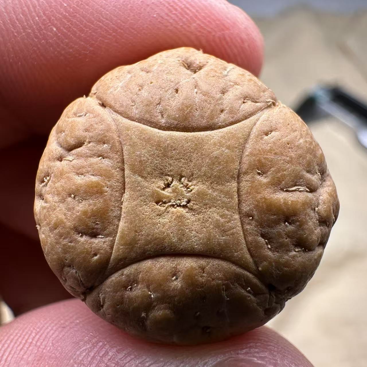 尼泊尔麒麟眼菩提，尺寸24，sss系列，货号S28