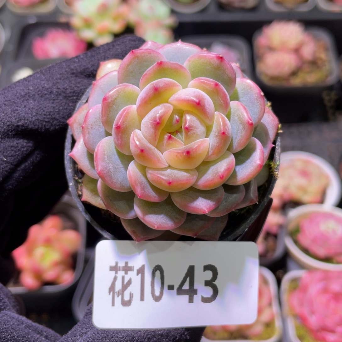 花利美10-43新品单头