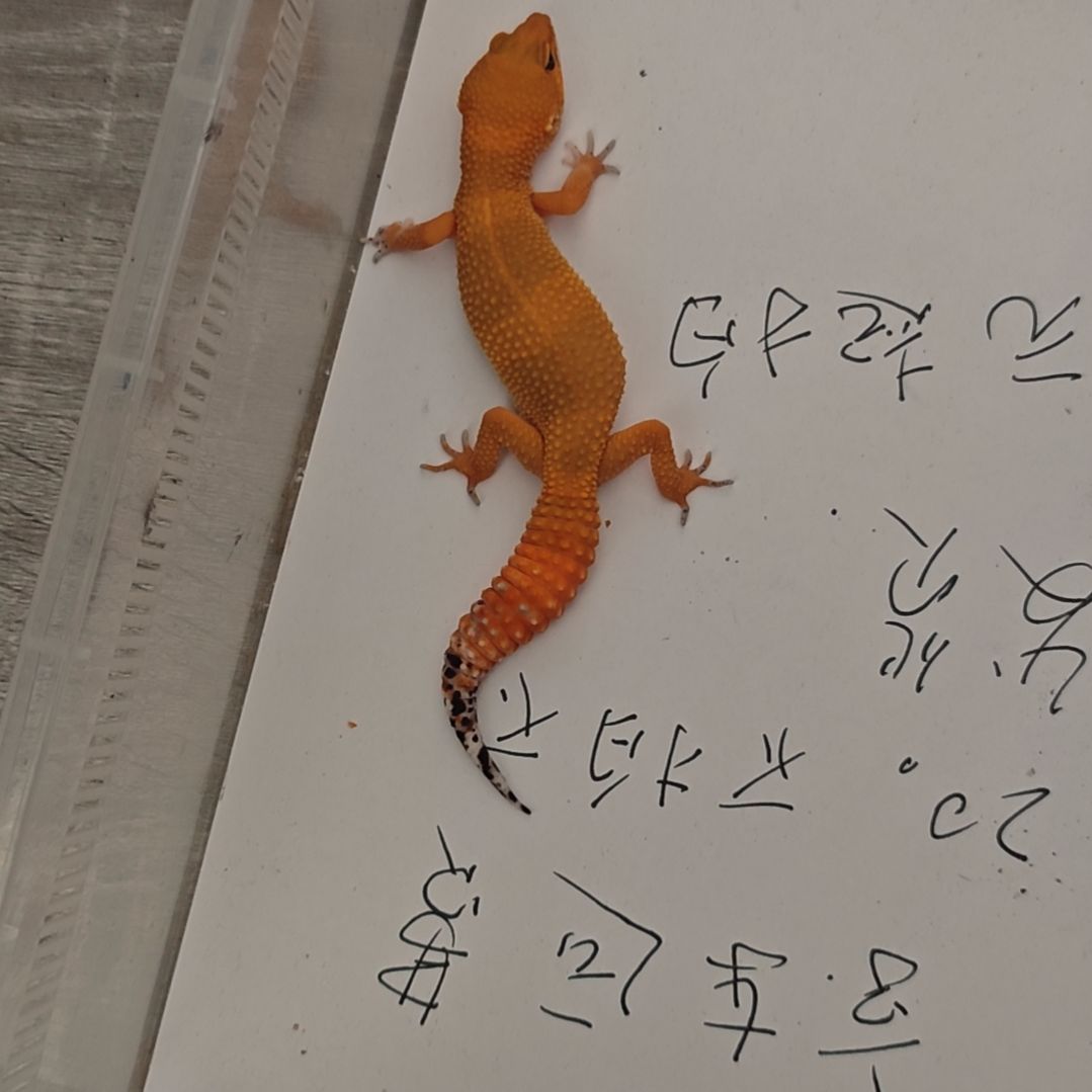 豹纹守宫w54蜜橘7.1出壳母