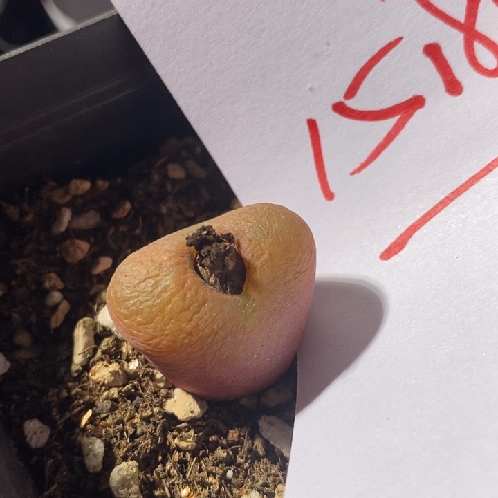 15184一个一个一个