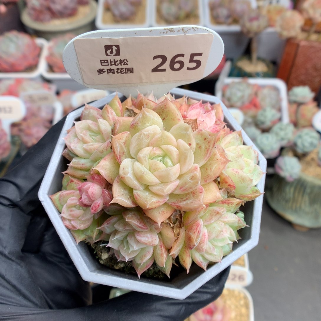 265 捧花粉女王麦杆多肉