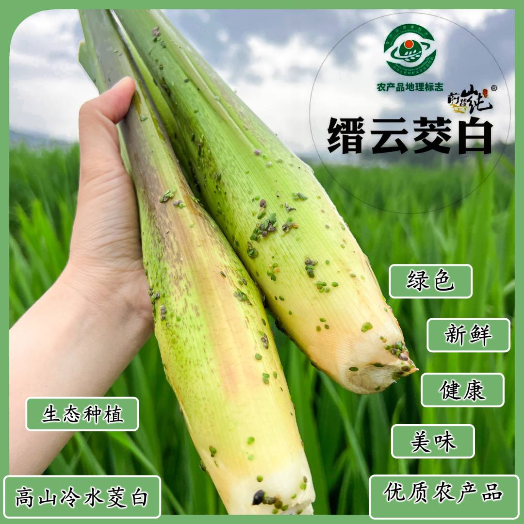  新鲜农家缙云高山冷水茭白当季现摘茭瓜高笋带壳发货地标农产品