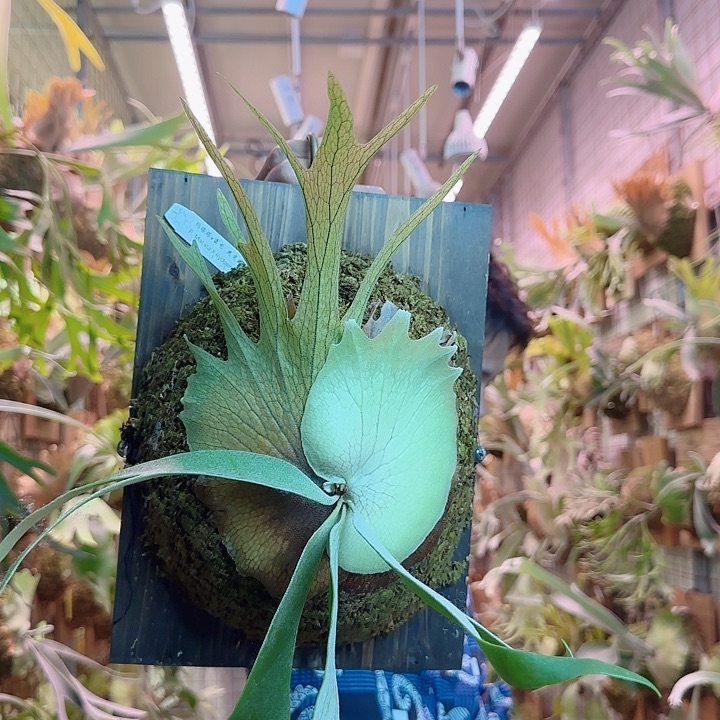 无花朵玛塔塔交雷电a51。  