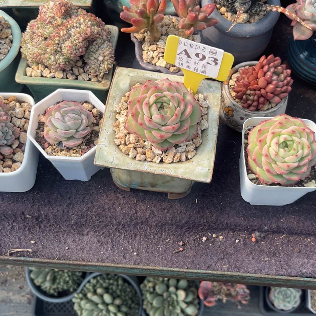 超***怪多肉植物11111111