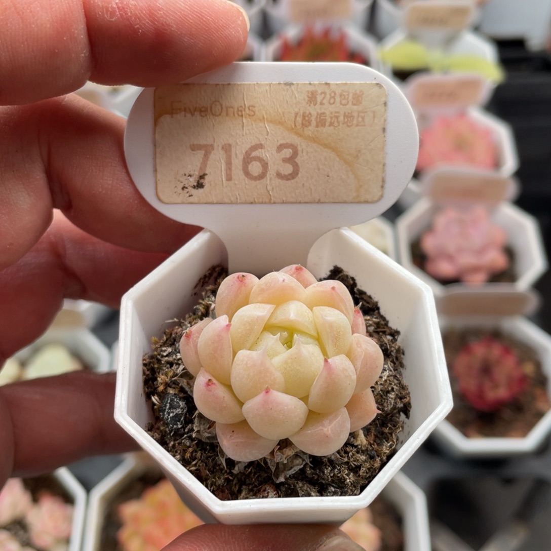 麦秆7163-3.0厘米