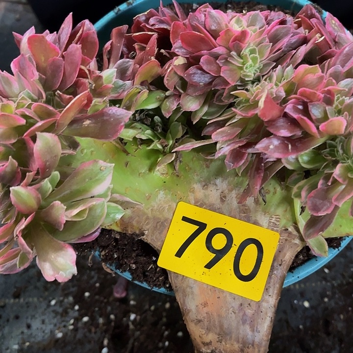 繁*坞多肉植物福利790