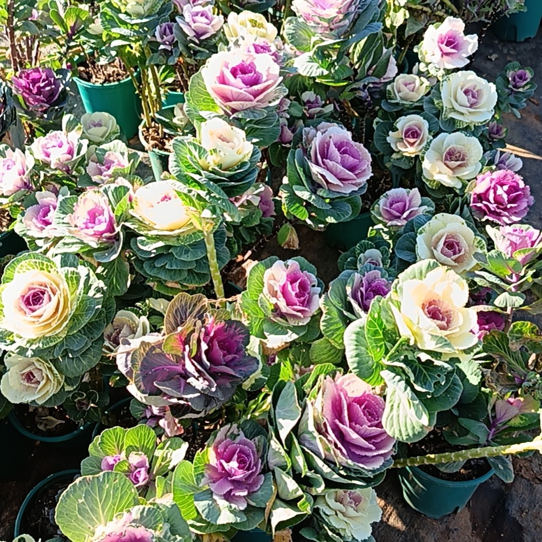 冬日玫瑰，羽衣甘蓝老桩，云南基地直发