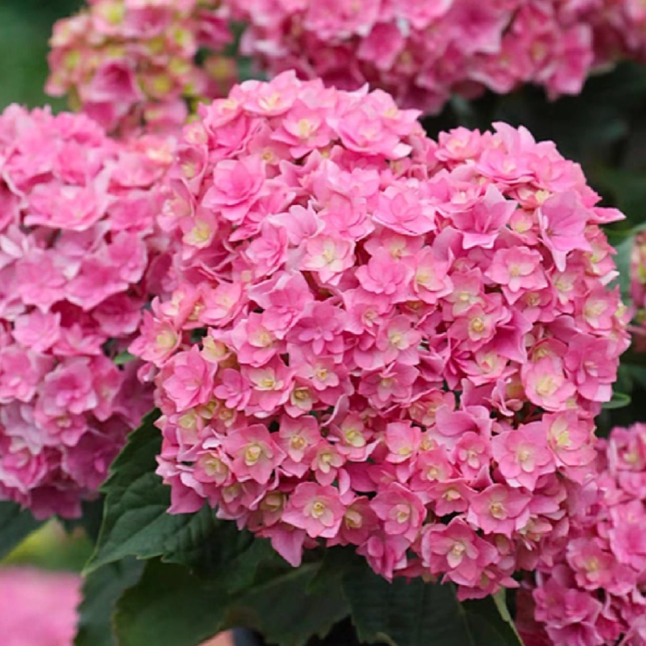 粉色你我一起绣球170盆径（不包售后）