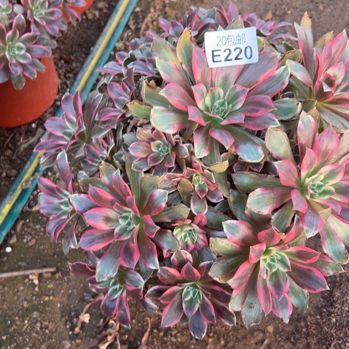 多肉植物220种植物