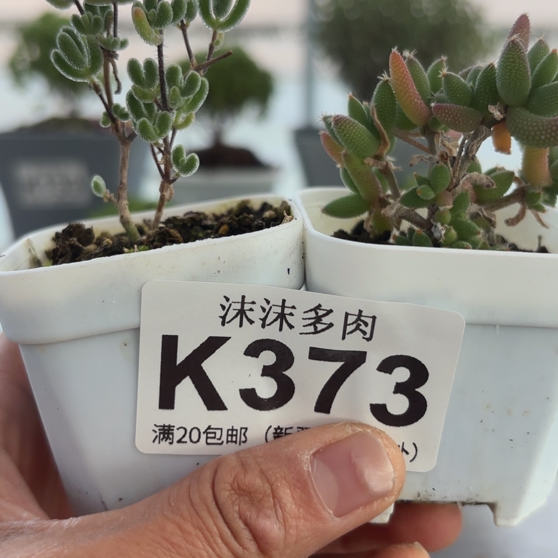 373小星和玉米组合。