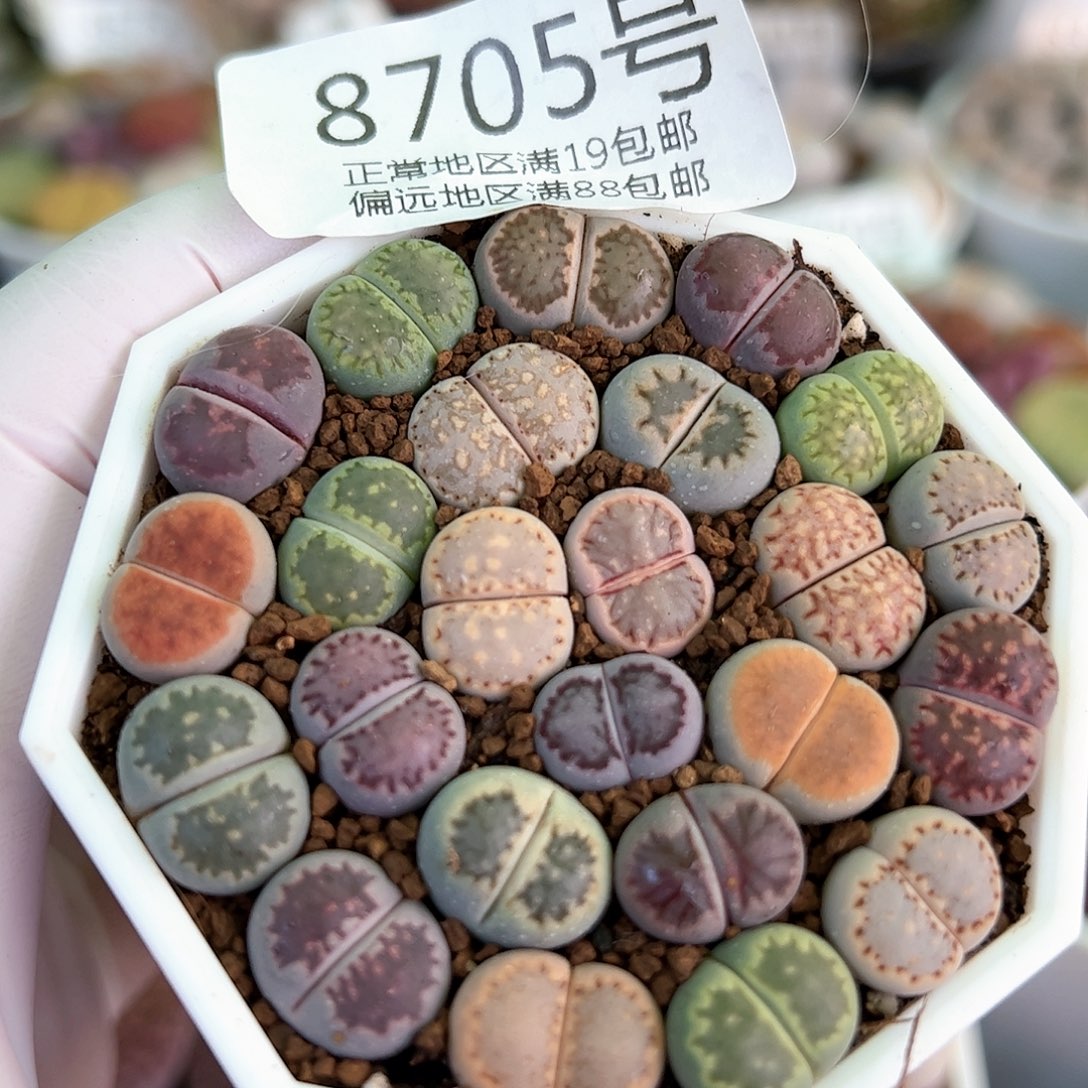 8705三年彩饼干24颗1.2cm左右