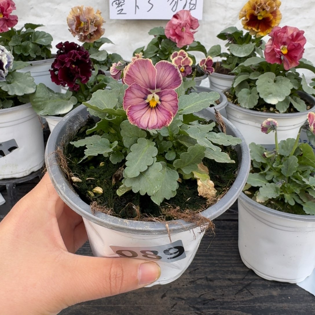 全部花朵089号心跳