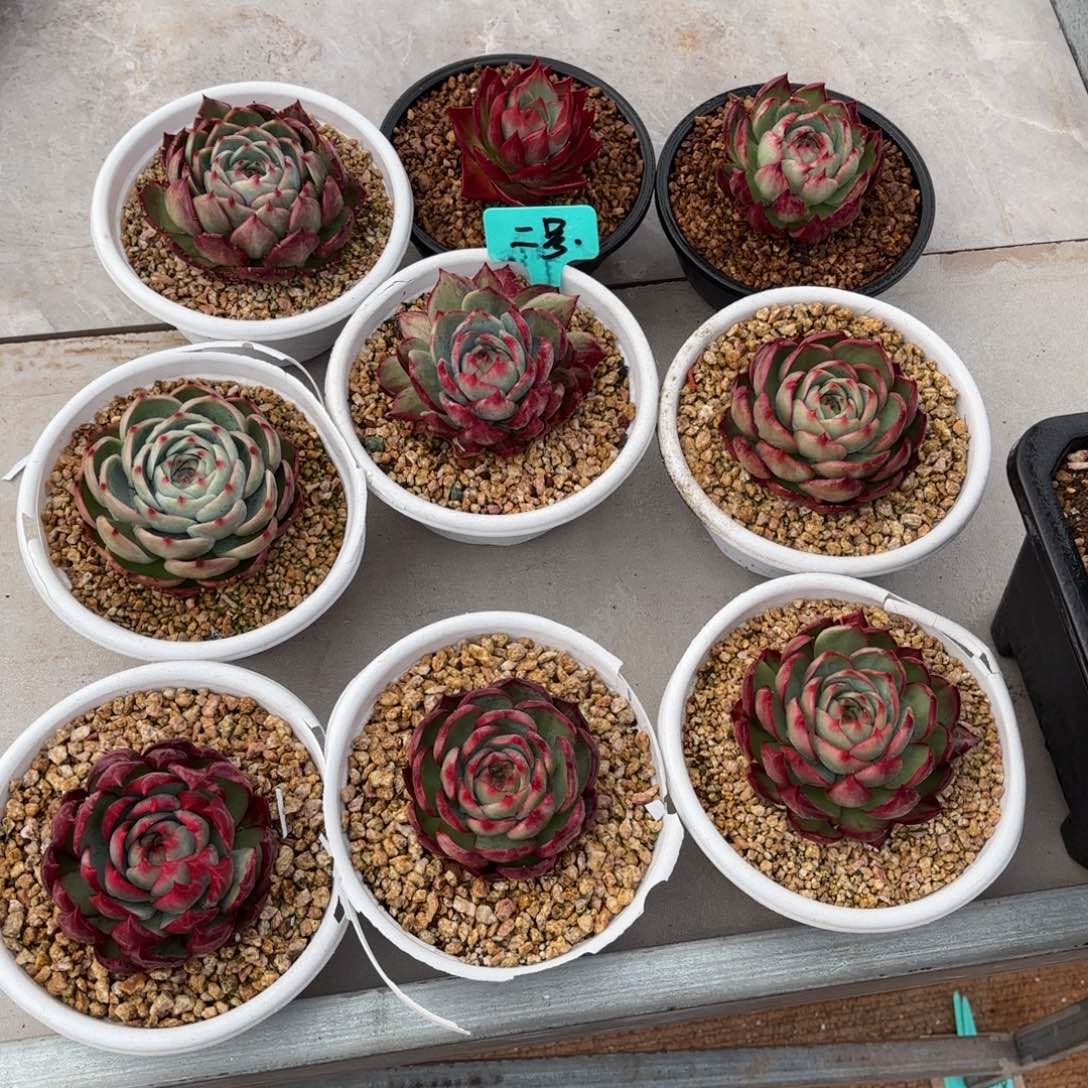 惊鸿仙子 九个一组