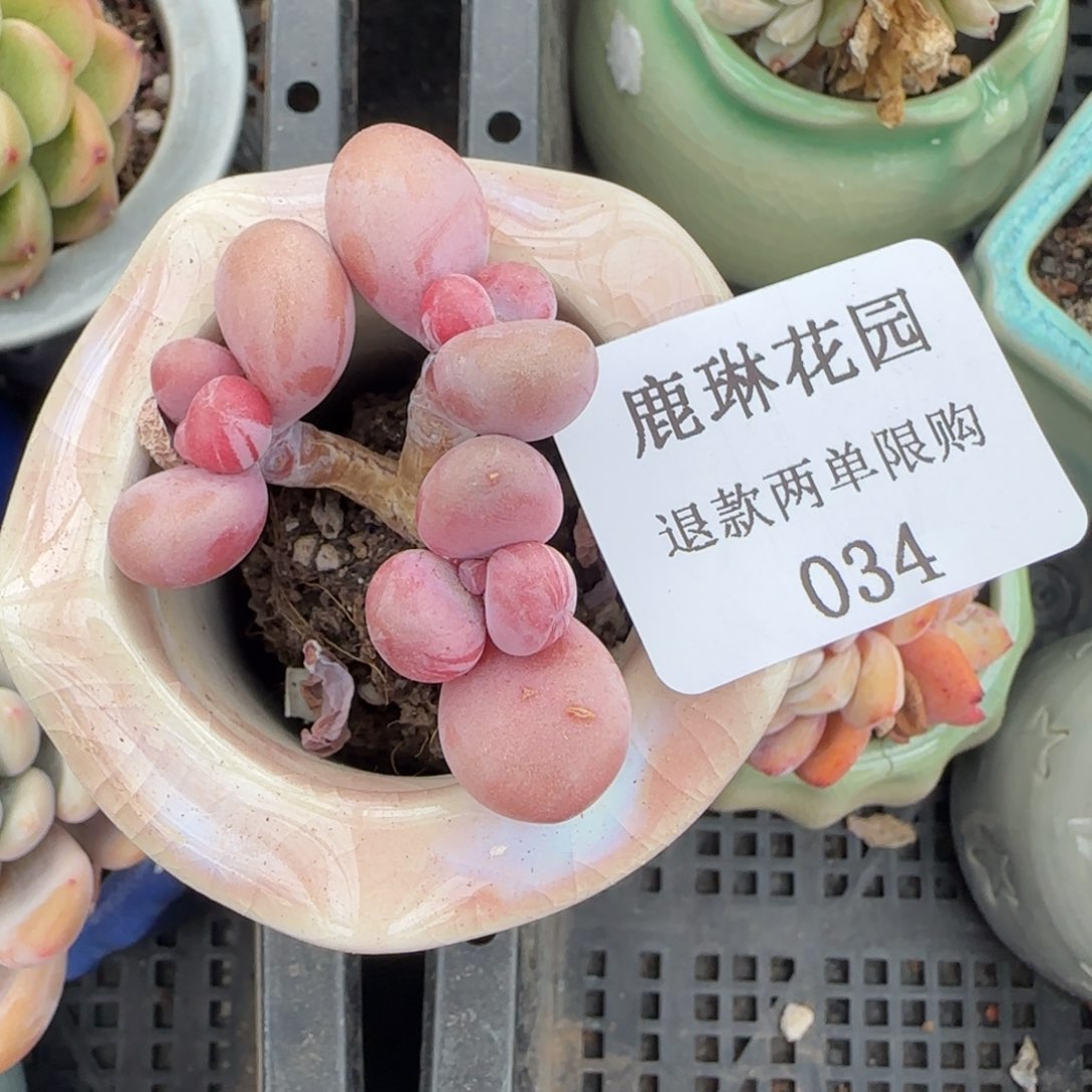 多肉很小看清楚下单拒绝非品质售后34