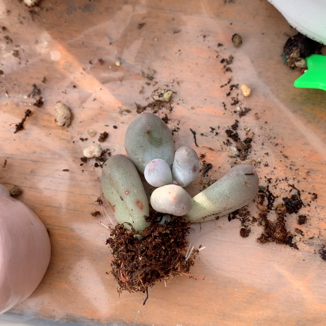 米可奶酪多肉米可奶。