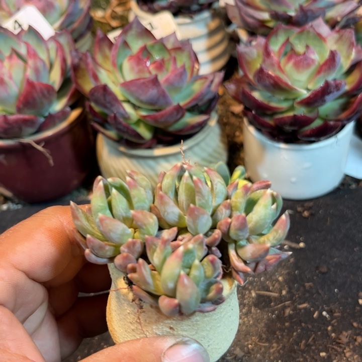 炫彩星惊鸿一瞥多肉植物