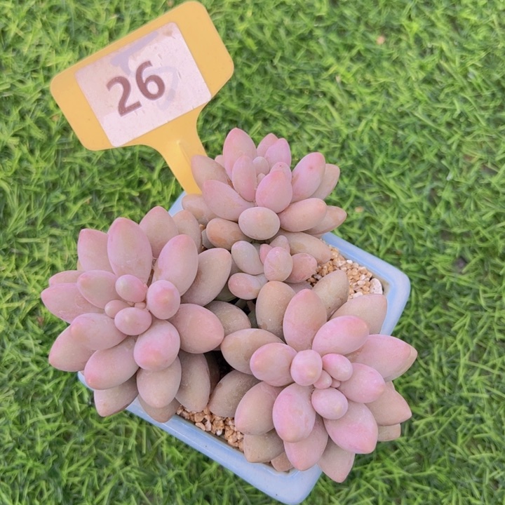 健健康康平平安安