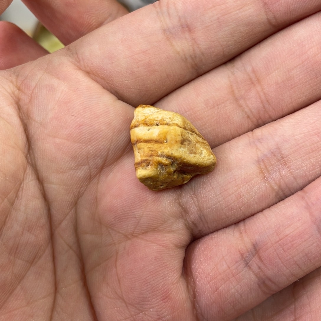 定制琥珀未镶嵌?天然琥珀