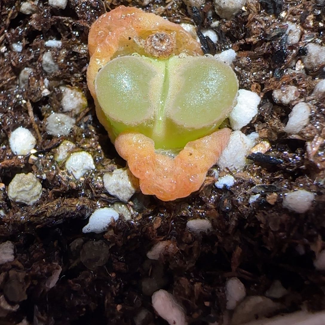 肉锥多肉植物百科-磁铁1074