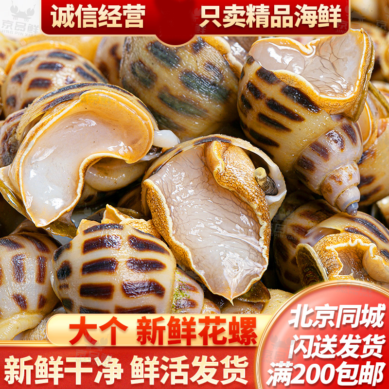 一斤鲜活花螺海鲜500g花螺同城送