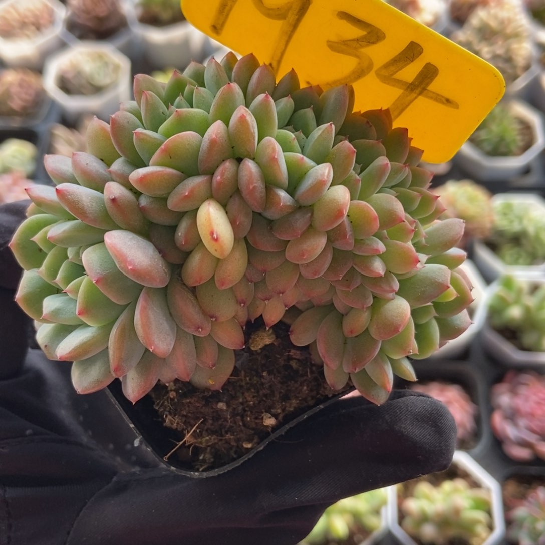 1934干冰多肉植物保护