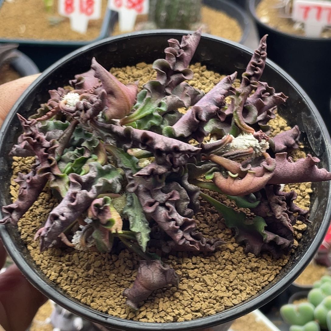 ****川粉丝专拍仙人球多肉植物