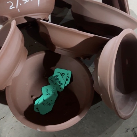 紫砂花盆100-8。27.5-9