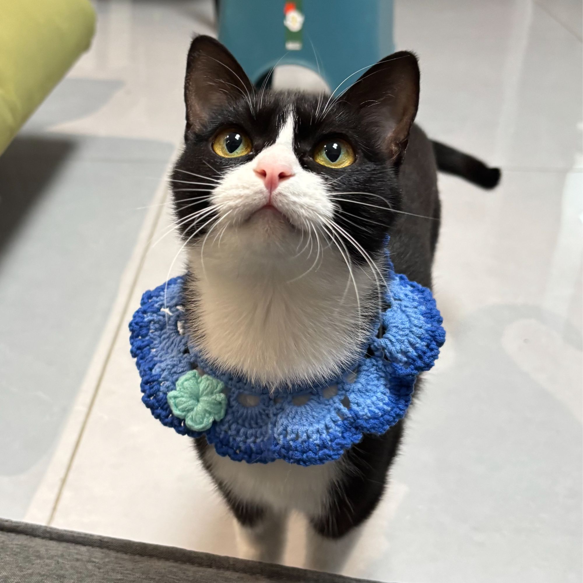 《纯手工》猫咪狗狗纯手工针织围脖宠物项圈围兜口水巾可爱装饰拍照