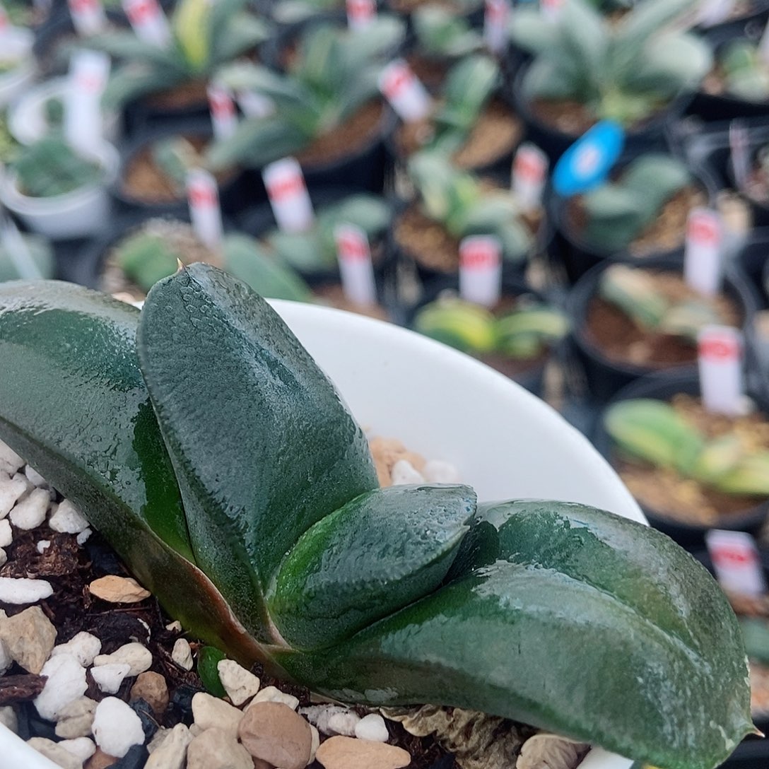 579卧牛实生带盆发货真厚实