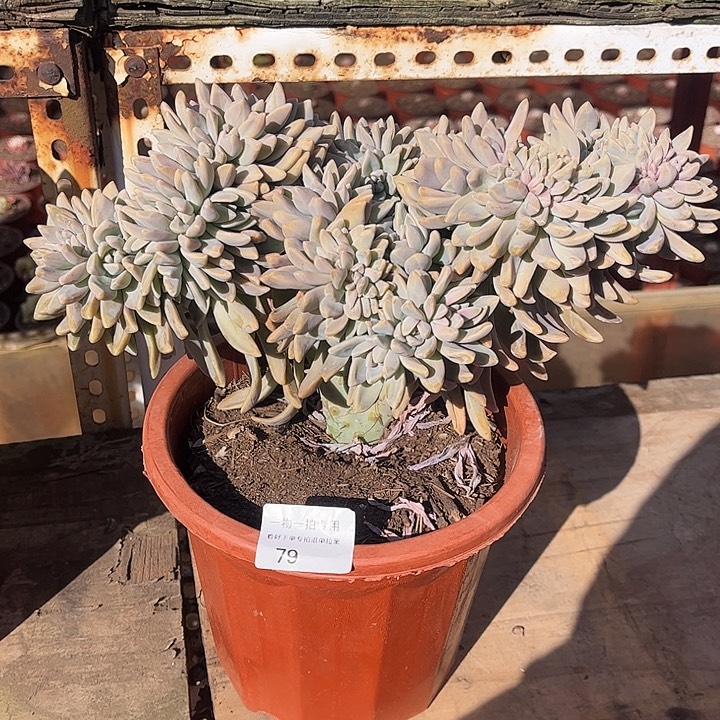 淡雪缀化，一物一拍