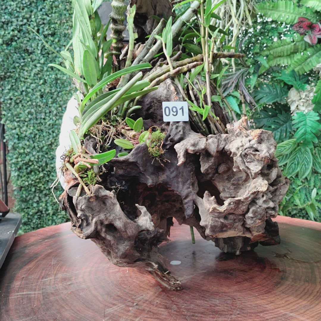 091组合花卉植物花卉