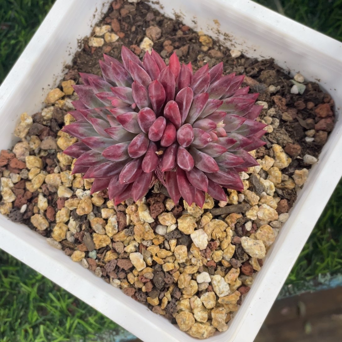 虞美人冠幅7.5 公分一物一拍