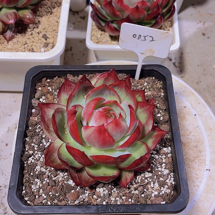 爱**亚惊鸿仙子多肉植物52