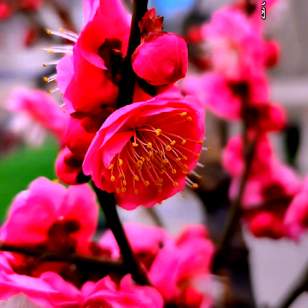 【12年红梅老桩】原生红梅盆景花卉耐寒耐热植物室内阳台庭院好养