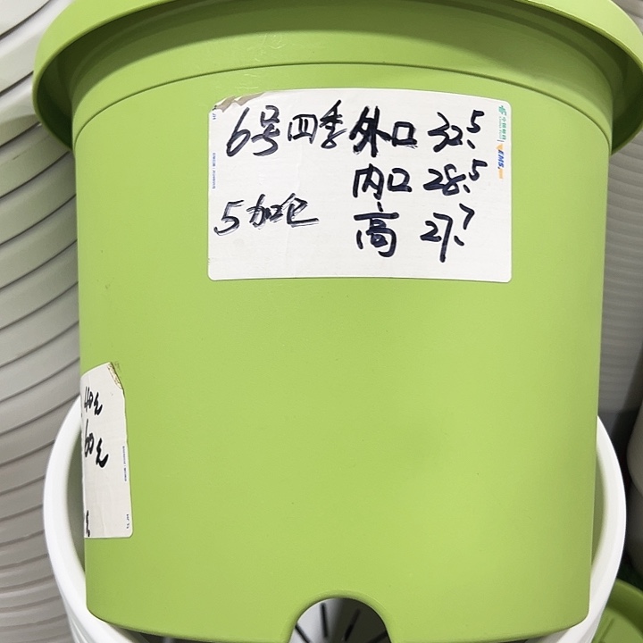 特价6号四季口32.5高27.7果绿无托5只