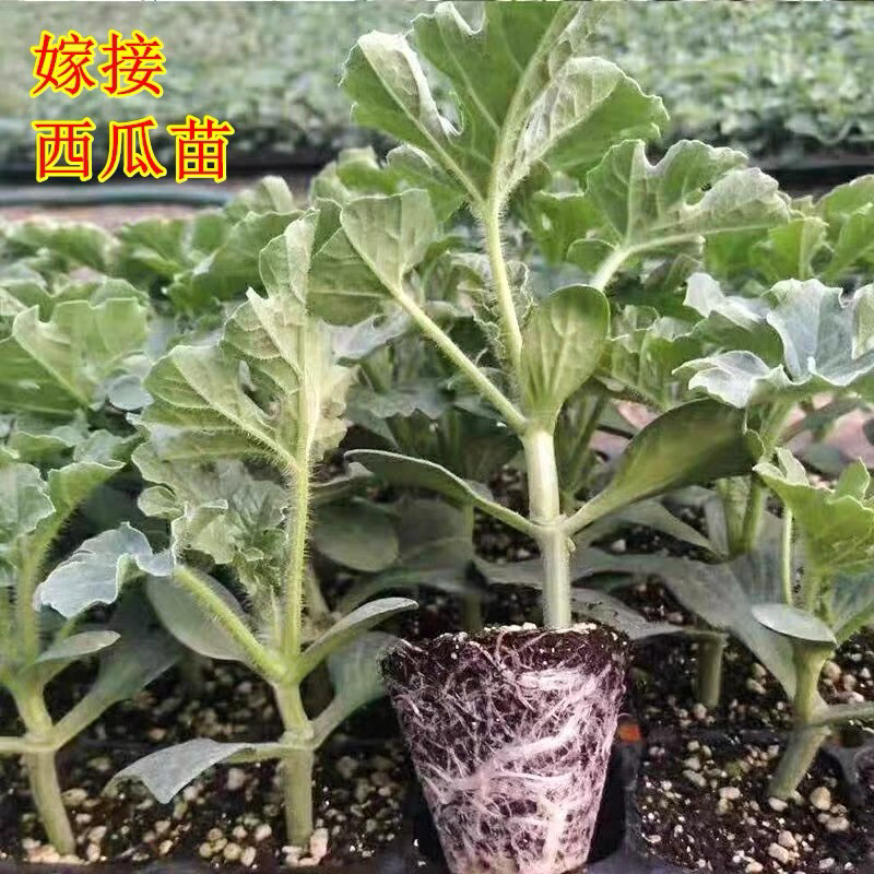 嫁接西瓜苗8424麒麟瓜早熟南北方秧苗春季种植耐旱地栽西瓜苗秧苗