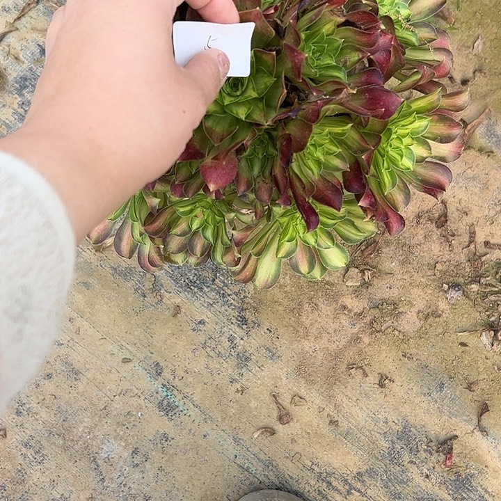 快**鱼多肉法师植物链接5