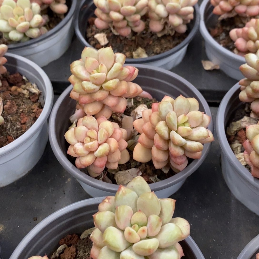 02。阳光玫瑰。群生，