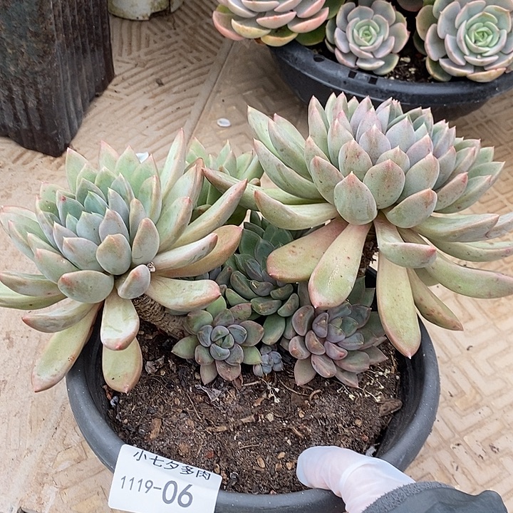 小七夕多肉象牙06