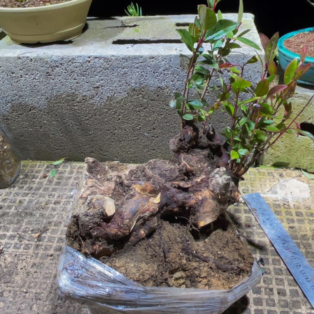 当前无花朵，栽培后可花朵