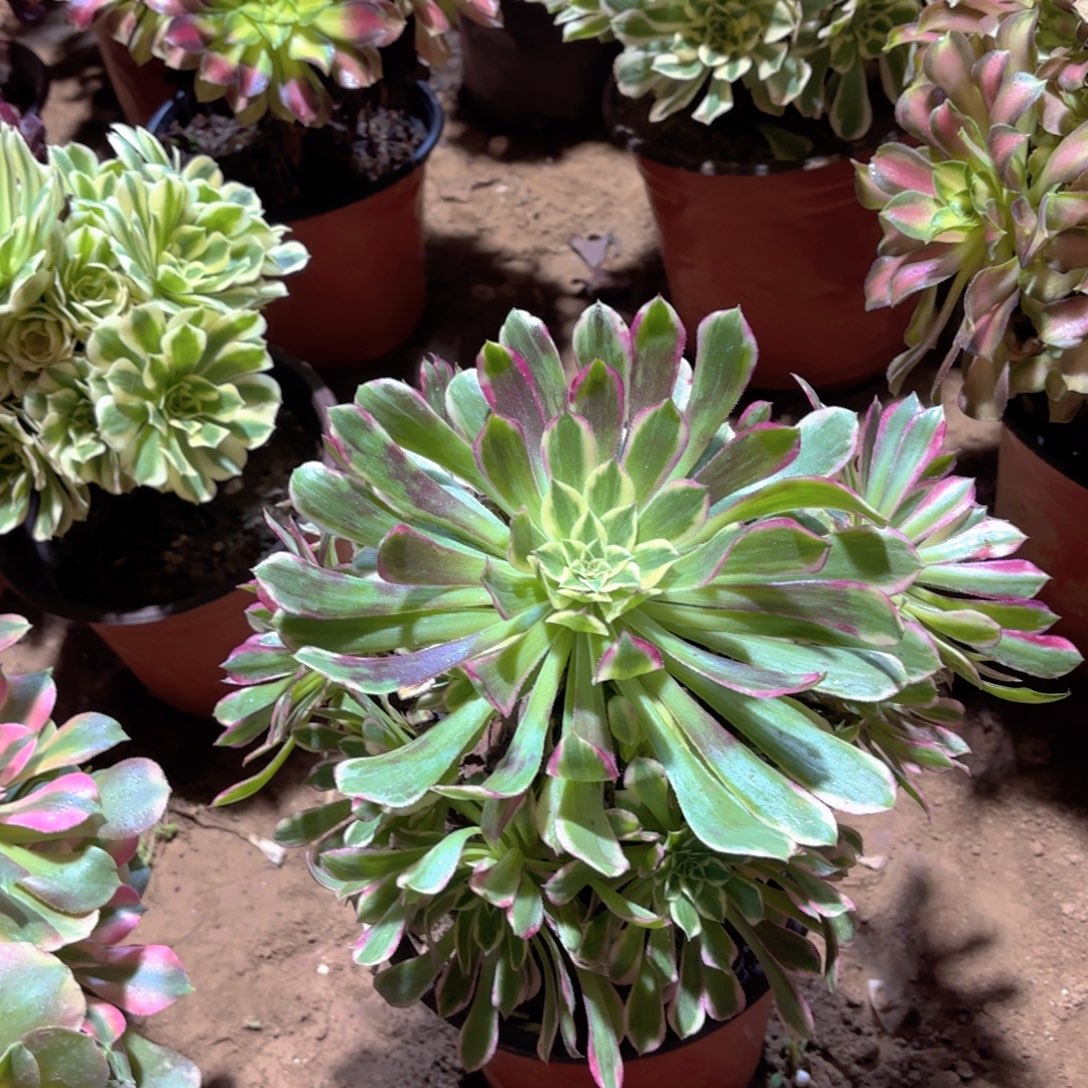 天合法师9.9多肉植物