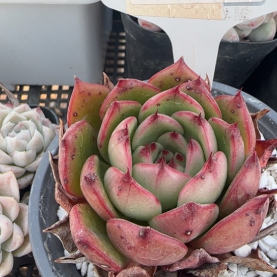 95 一物一拍多肉