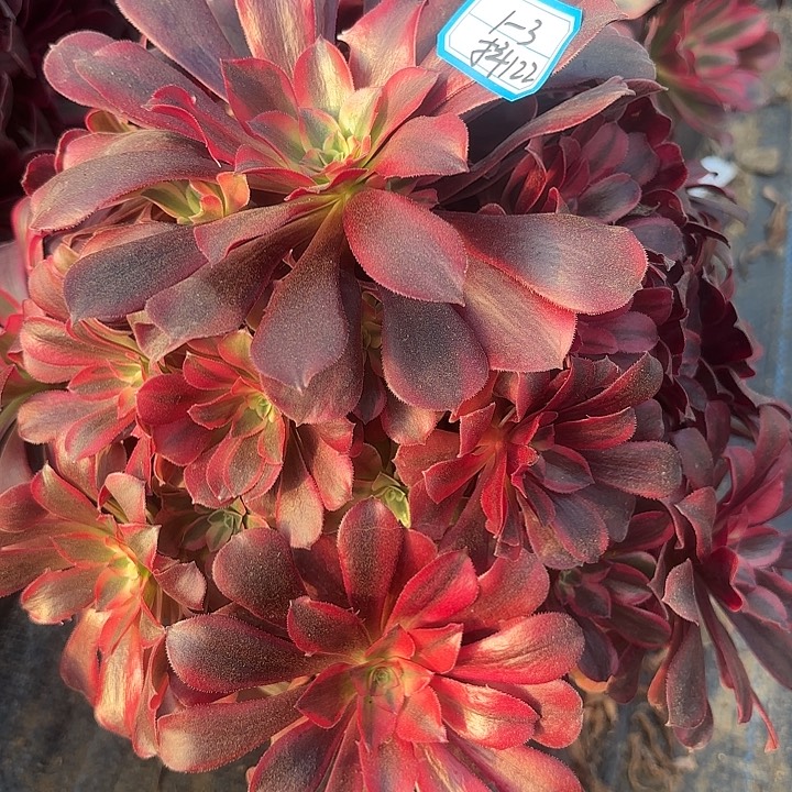 美杜莎多肉法师不包损122