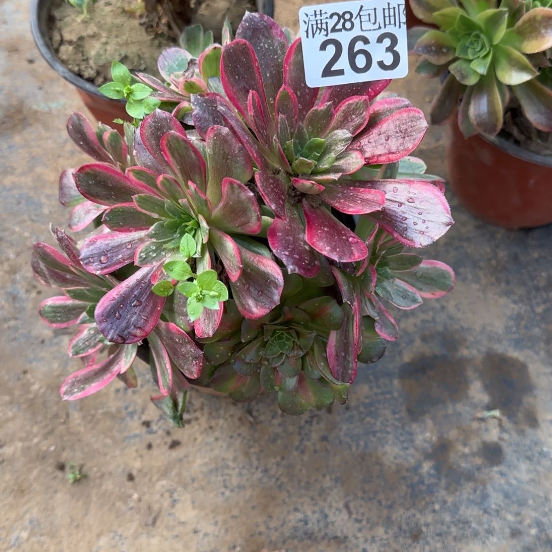 赤霞飞多肉263满28包邮断枝不包