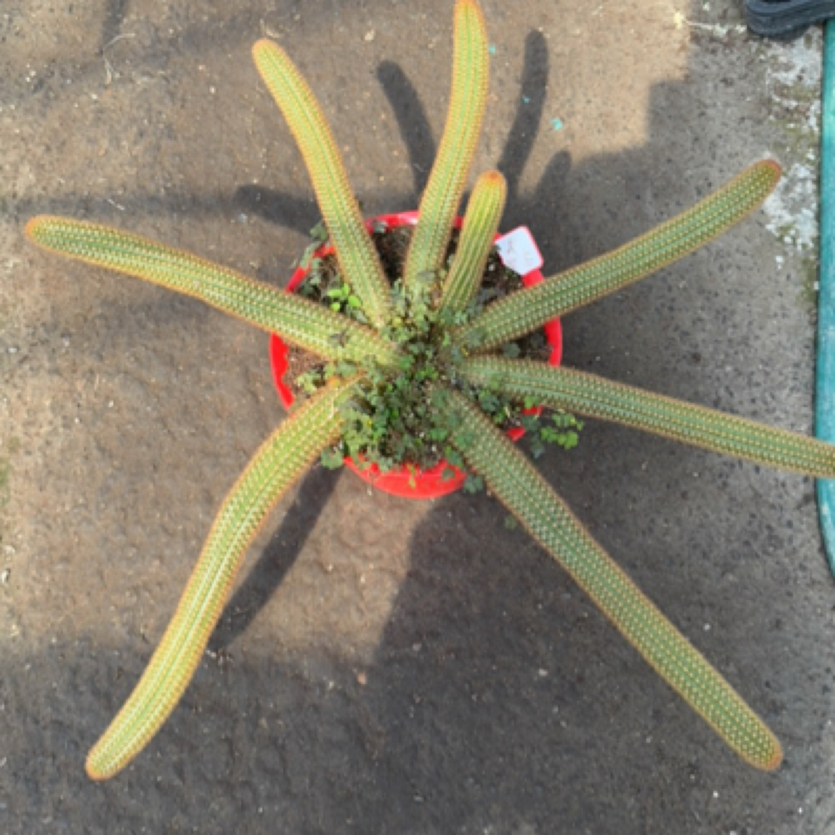 紫水晶 仙人掌多肉肉直播间一物一拍