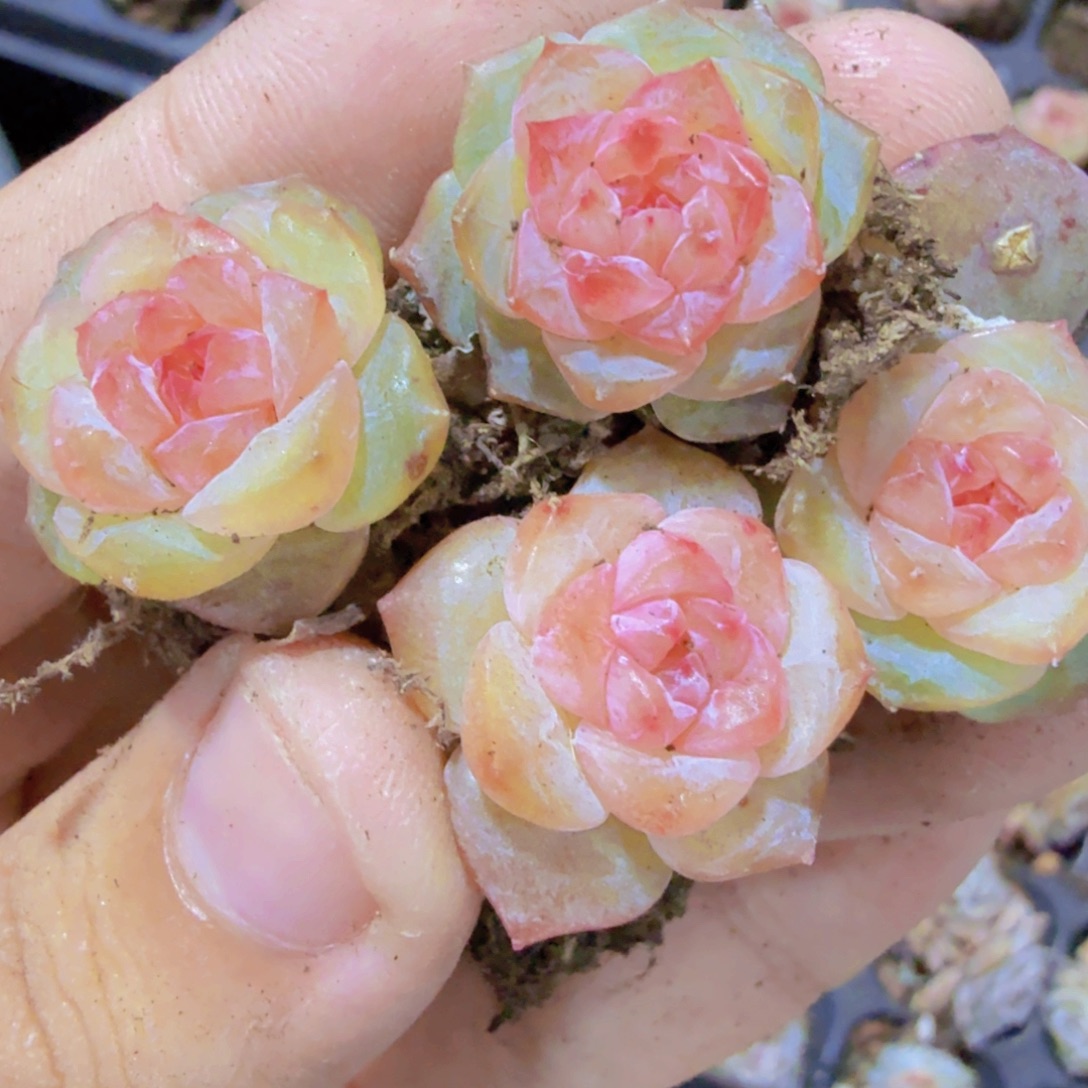 玉琉璃琥珀福利五颗一组