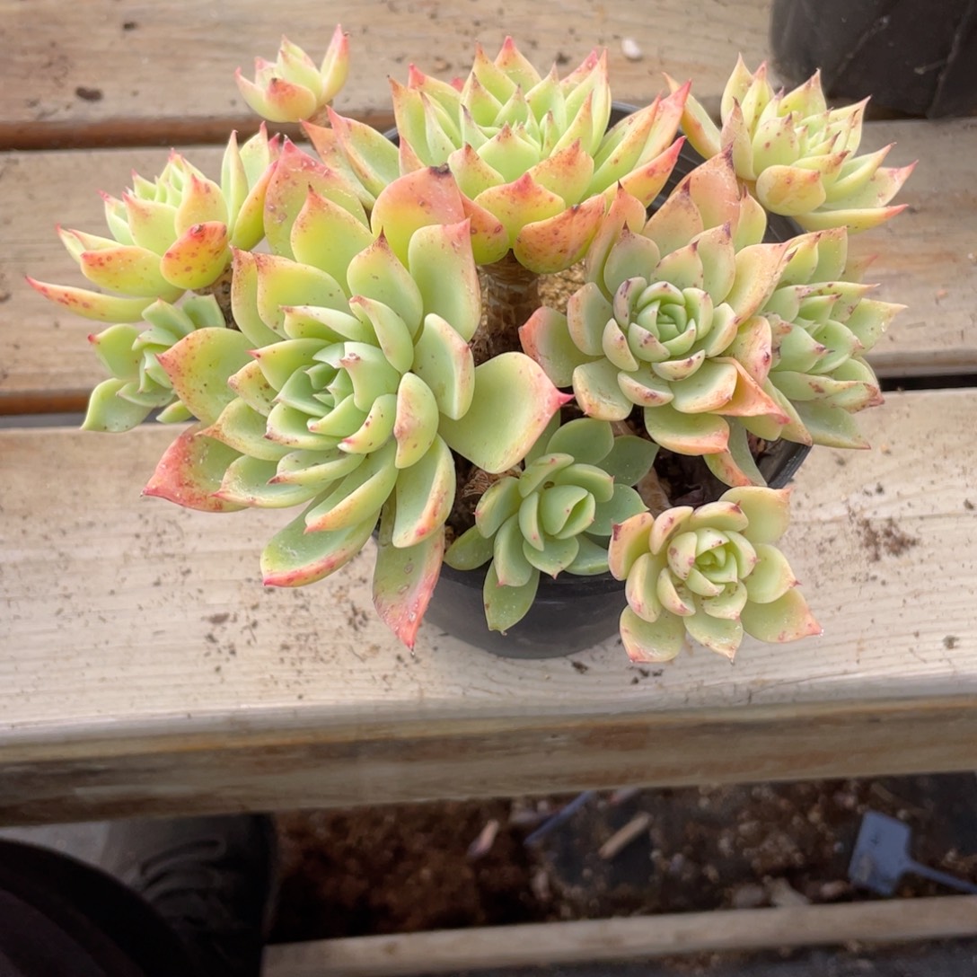 0706  三色堇（微瑕） 六月六