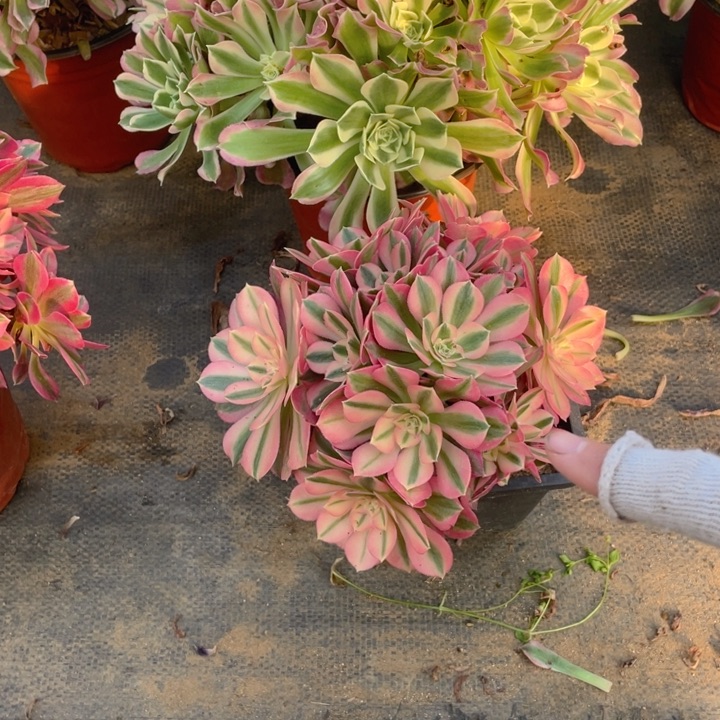 104分女法师多肉断枝不售后